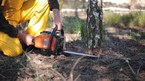 Best Lawn Renovation and Restoration  in Carrboro, NC